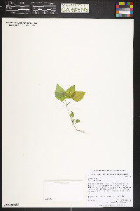 Circaea alpina image