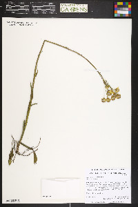 Senecio integerrimus image