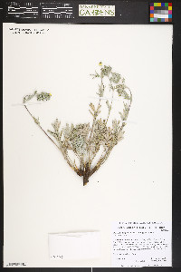 Potentilla hippiana image