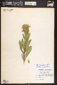 Oenothera villosa image