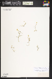 Ranunculus flammula var. ovalis image
