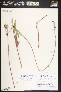 Oenothera coloradensis subsp. neomexicana image