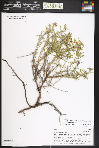 Oenothera serrulata image