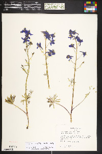 Delphinium nuttallianum image