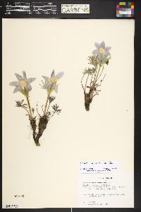 Clematis hirsutissima image