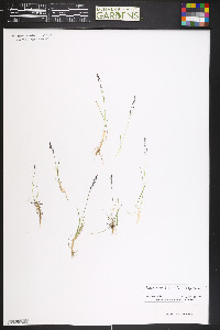 Agrostis humilis image