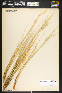 Pappostipa speciosa image