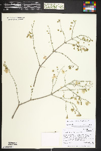 Mirabilis linearis image