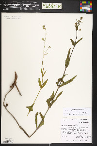 Mirabilis hirsuta image