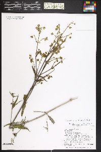 Mirabilis glabra image