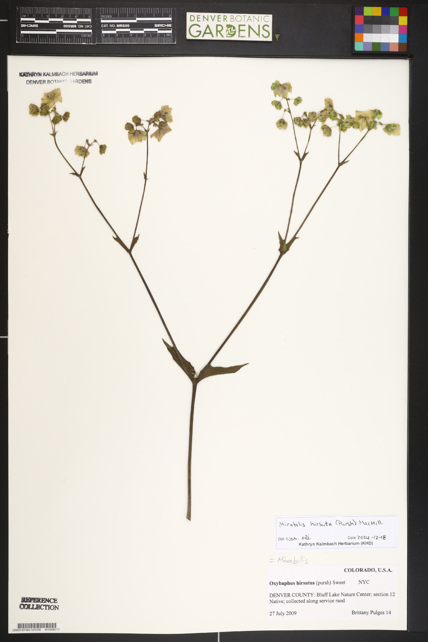 Mirabilis hirsuta image