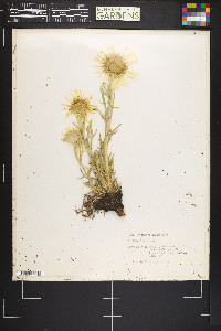 Hymenoxys grandiflora image