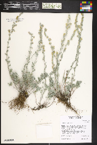 Artemisia frigida image