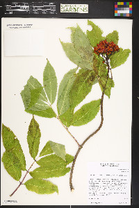 Sambucus racemosa var. melanocarpa image