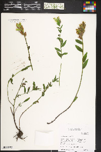 Castilleja septentrionalis image