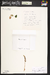 Goodyera repens image