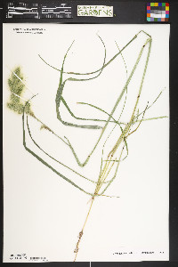 Polypogon monspeliensis image