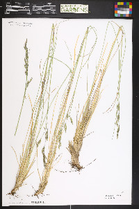 Festuca thurberi image
