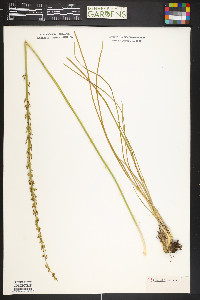 Triglochin maritima image