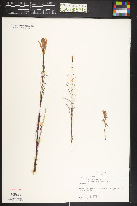Castilleja linariifolia image