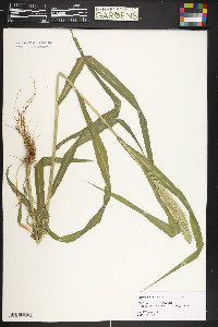 Setaria italica image