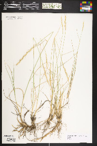 Elymus lanceolatus image