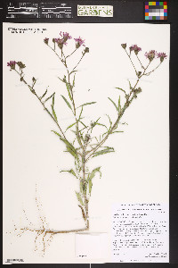 Palafoxia sphacelata image