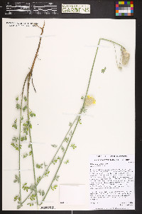 Dalea aurea image