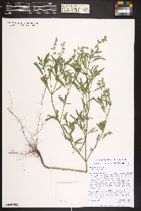 Salvia reflexa image