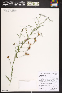 Convolvulus equitans image