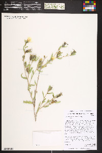 Mentzelia multiflora image