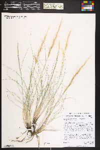 Aristida purpurea var. nealleyi image