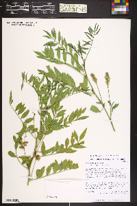 Glycyrrhiza lepidota image