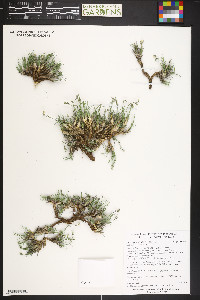 Eremogone fendleri image