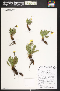 Geum rossii var. turbinatum image