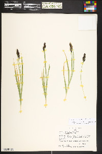 Carex atrosquama image