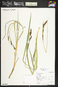 Carex aquatilis var. aquatilis image