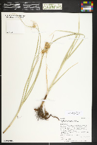 Bolboschoenus maritimus subsp. paludosus image