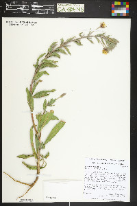 Oenothera villosa image