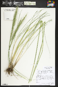 Eriocoma robusta image
