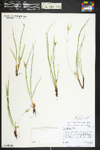 Carex saximontana image