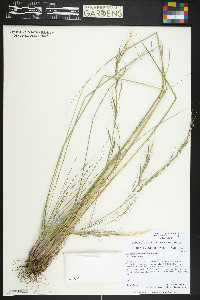 Eriocoma nelsonii image