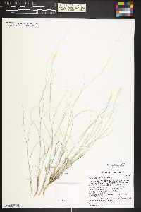 Hilaria jamesii image