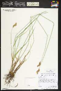 Carex tahoensis image