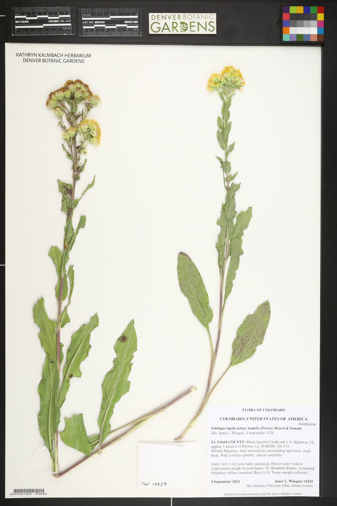 Solidago rigida subsp. humilis image