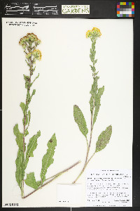 Solidago rigida subsp. humilis image