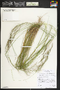 Eriocoma nelsonii image
