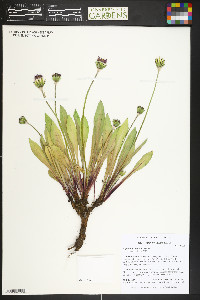 Agoseris glauca image