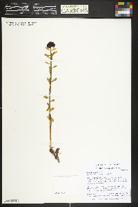 Rhodiola integrifolia image