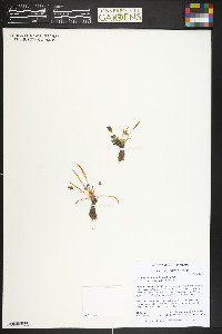 Lewisia pygmaea image
